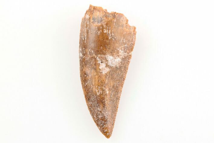 Serrated, Raptor Tooth - Real Dinosaur Tooth #196562